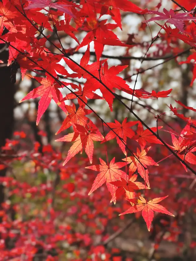 Nanjing/ Such beautiful maple leaves, if you don't go to appreciate them, it would really be a waste