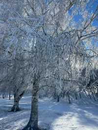 內蒙古烏蘭布統｜可以治癒一切的林海雪原