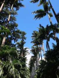 Kandy Botanical Gardens, Sri Lanka🇱🇰🌸🪷