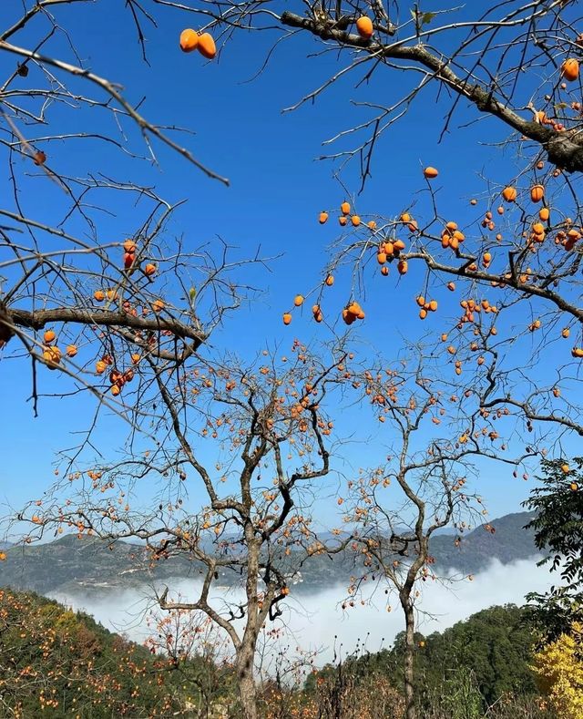 柿子之鄉---湖北黃岡羅田縣