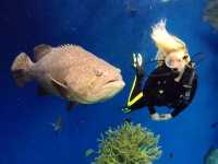 太平洋水族館 |  超治癒的海底世界