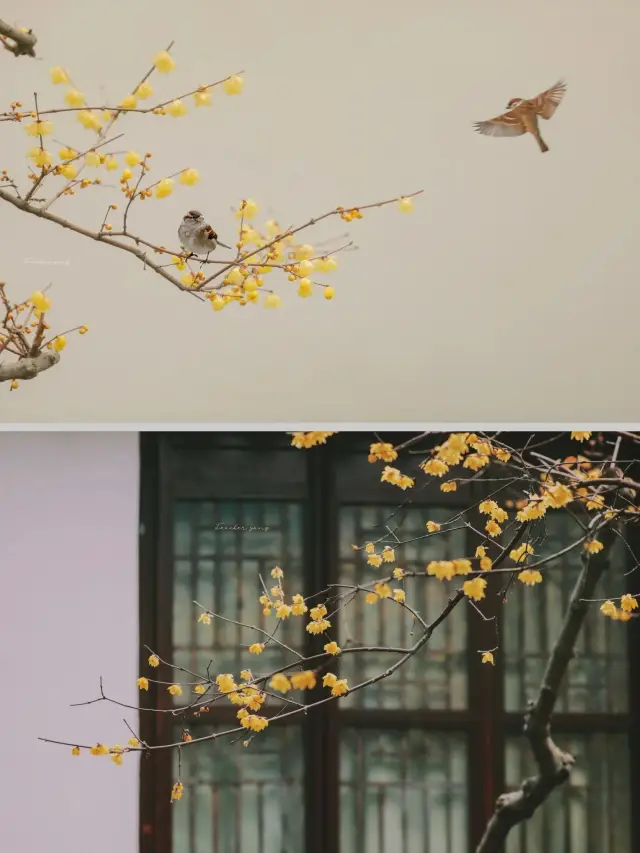 江苏南京瞻园—腊梅開いた、まだ見に来ないの？