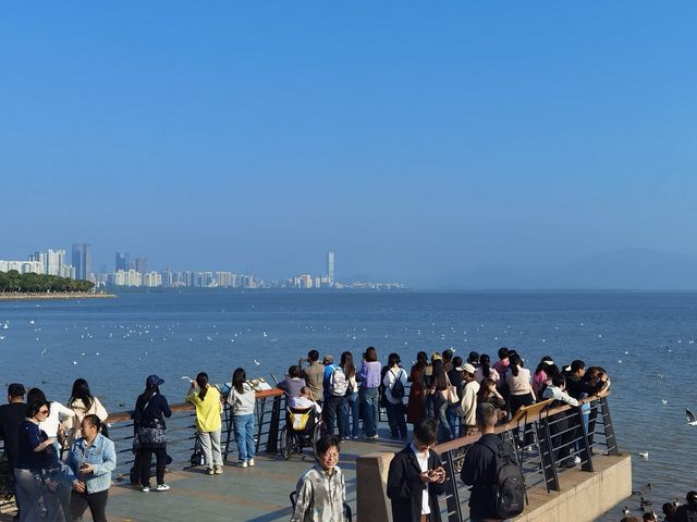 冬日浪漫——約會深圳灣公園 冬日浪漫——約會深圳灣公園