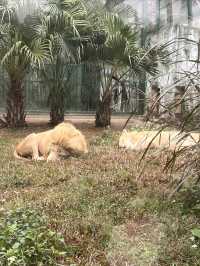 廣州動物園遊玩攻略20元帶你看熊貓