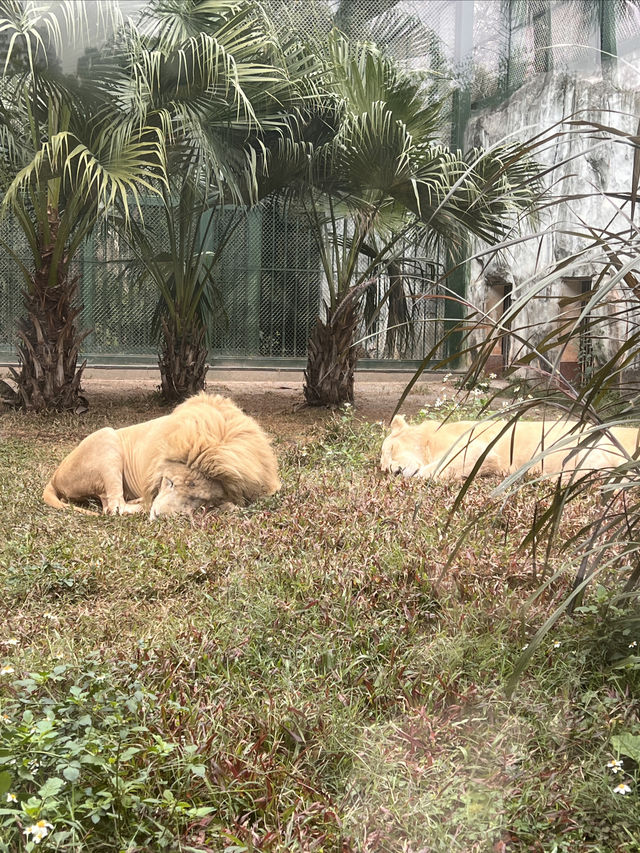 廣州動物園遊玩攻略20元帶你看熊貓