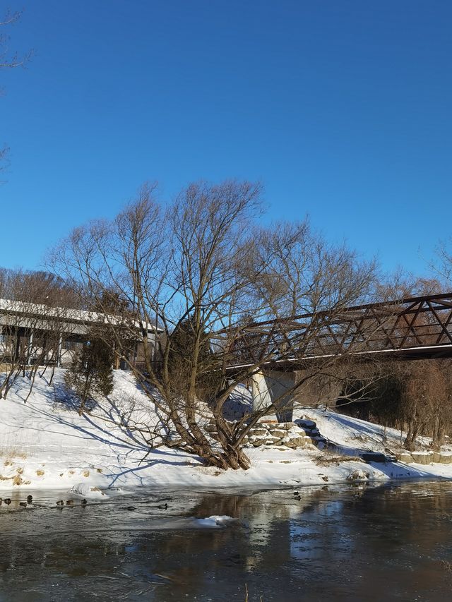 安大略湖畔多倫多， 這裡仍然大雪紛飛，天寒地凍