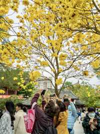 太開心了，光孝寺裡居然也有黃花風鈴木