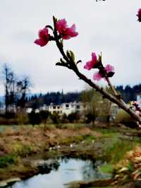 【多彩貴州】薏品田園(一):春到人間草木知
