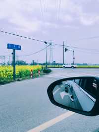 崇州重慶路油菜花黃了 | 成都春日賞花攻略