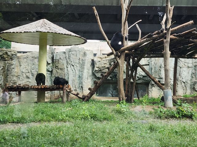 一頓午餐錢就可以逛的北京動物園