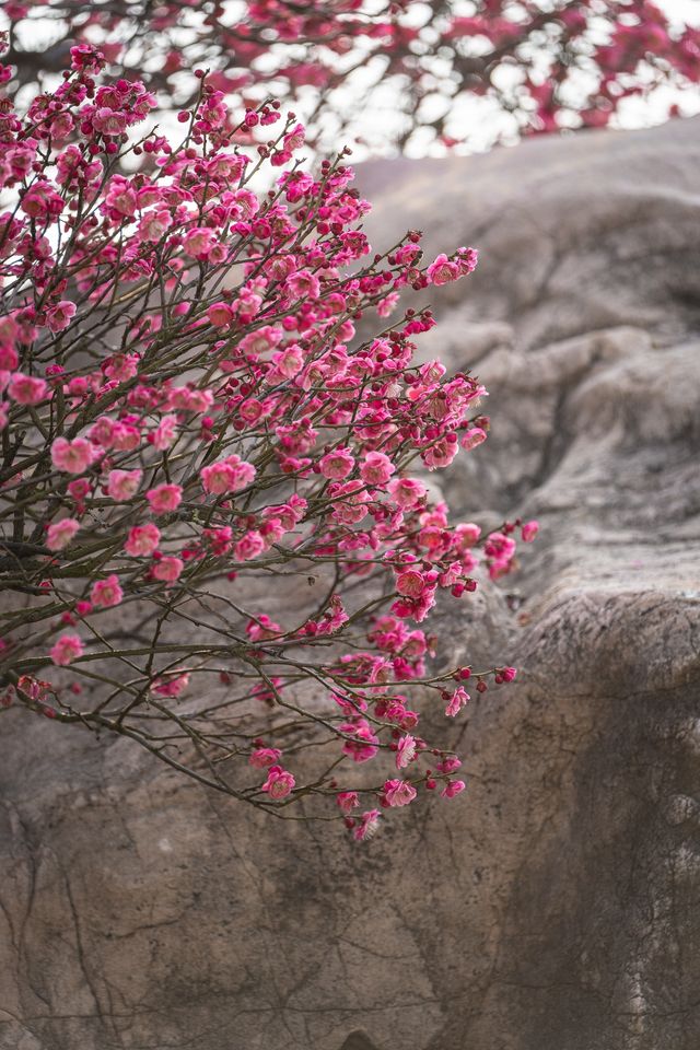 蠡園賞梅