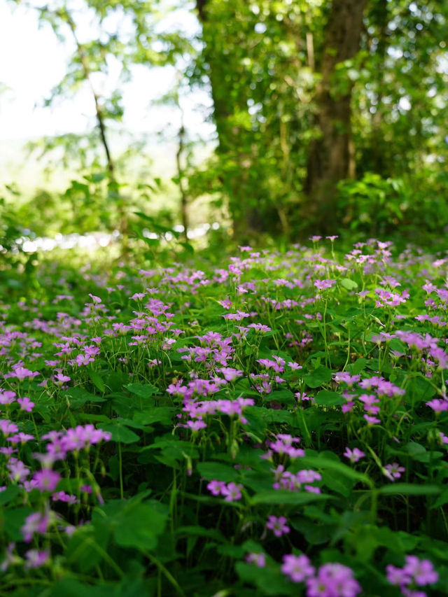 春日賞花，躲在收藏夾裡的廉村當然要打卡