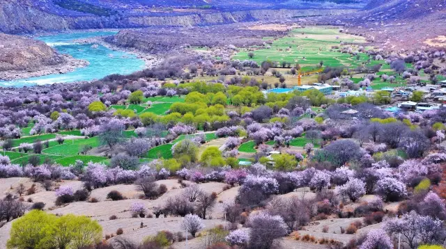 The romance of spring is half about the blossoms