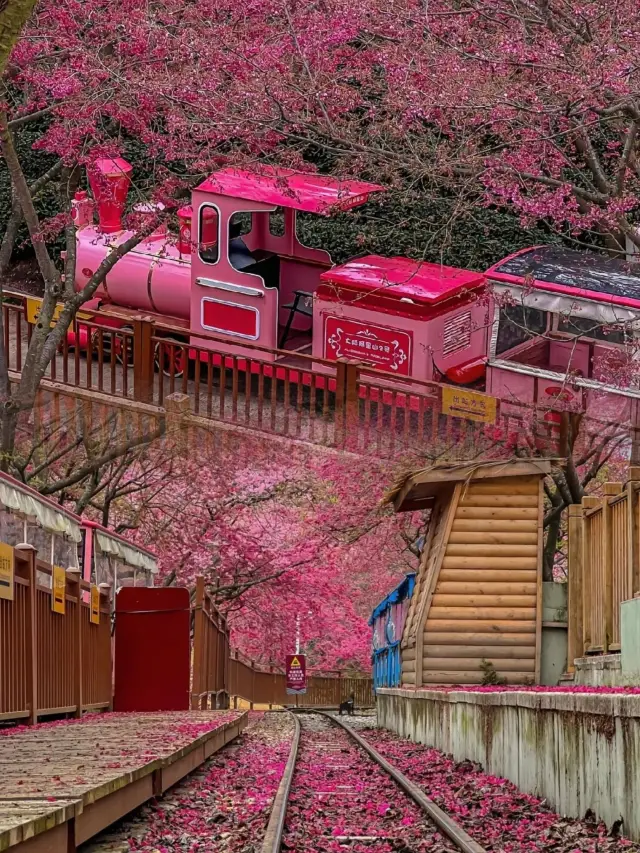 Spring is bright and the scenery is clear, with green tea and red cherry blossoms‖Yongfu Cherry Blossom Tea Garden