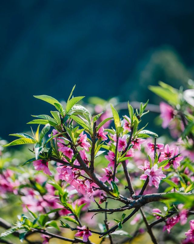 這什麼神仙古村！盛花期已到