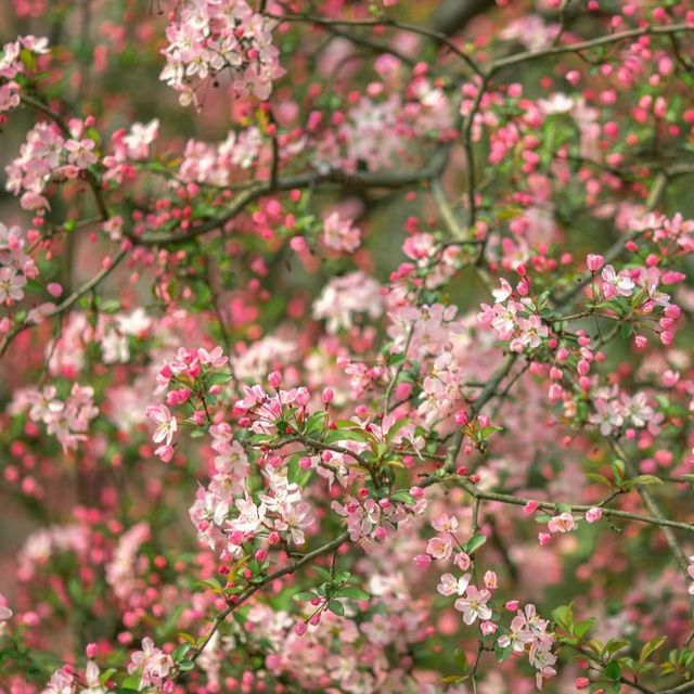 成都植物園|粉色垂絲海盛開