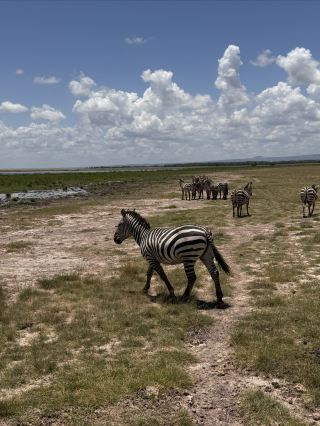 I regret removing the filter on my African Safari photos