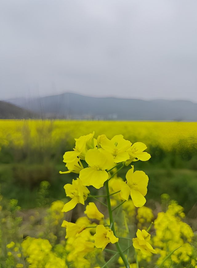 響水澗的油菜花開啦！