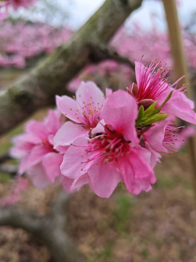 開了，開了，這裡桃花正艷