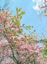 長白島森林公園，海棠花盛放如畫