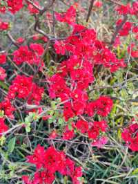 很受歡迎的小眾花園| 真如公園