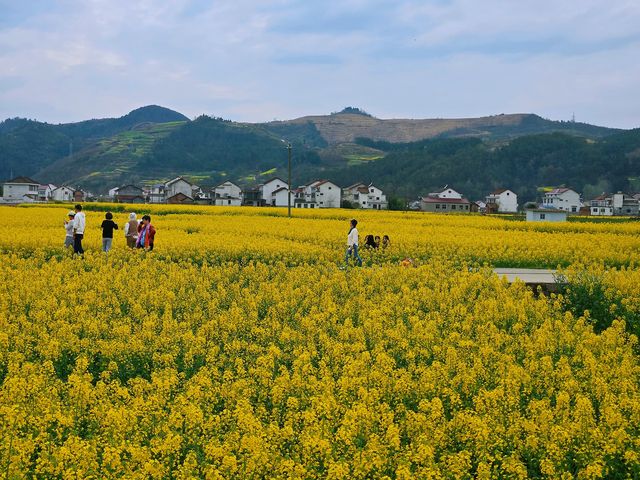 邊走邊看漢中油菜花系列之三：勉縣楊家山村