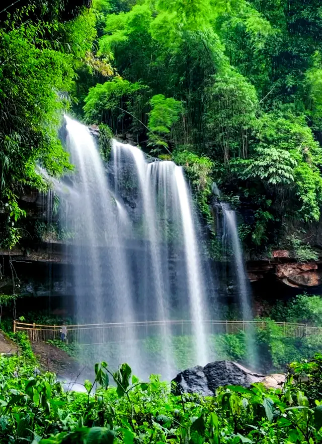 Direct High-Speed Rail to Sichuan! Guide to the Bamboo Sea in Western Yibin