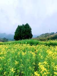 千島湖畔鰲山村，油菜花海金浪湧動