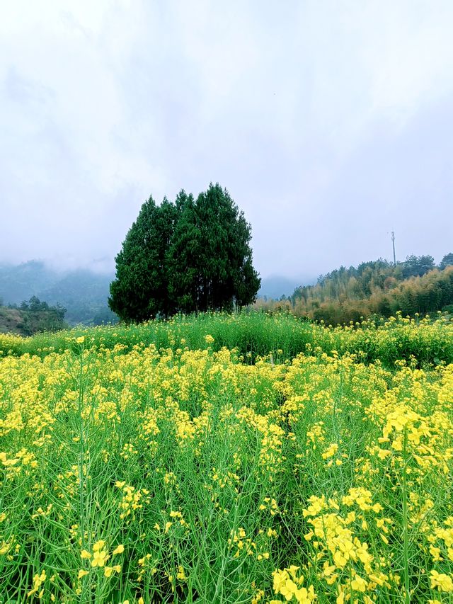 千島湖畔鰲山村，油菜花海金浪湧動