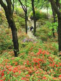 昆明杜鵑花節在黑龍潭公園開幕啦
