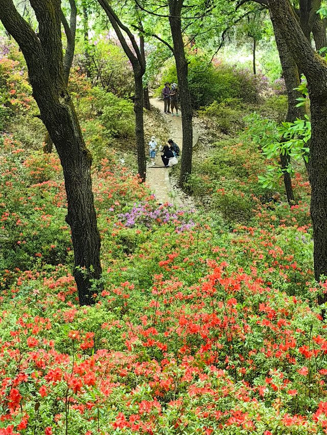 昆明杜鵑花節在黑龍潭公園開幕啦