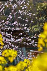 春遊記：新合村油菜花是春天最美畫卷