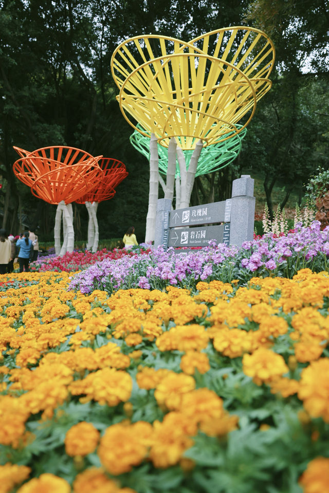 雲台花園一年一度鬱金香盛開咯，快去打卡吧