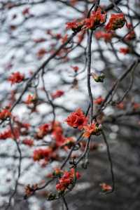 三月裡的佛山，滿城被木棉花披上“紅妝”