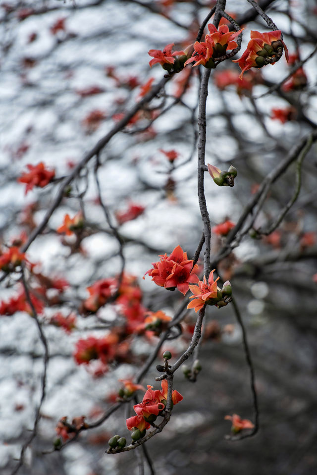 三月裡的佛山，滿城被木棉花披上“紅妝”