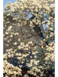 法喜寺500年的玉蘭開了，美住了整個春天
