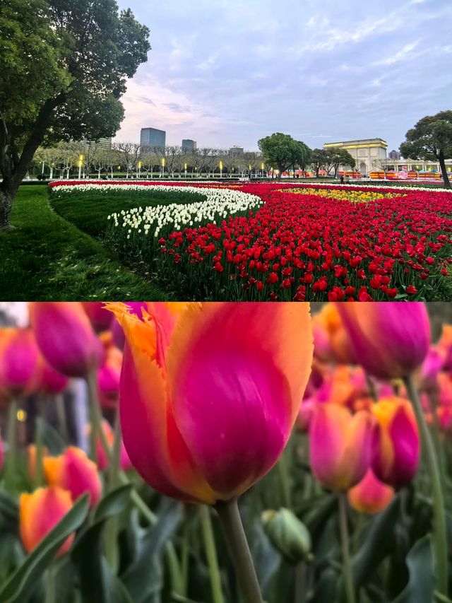 醉美花季：暢遊大寧公園