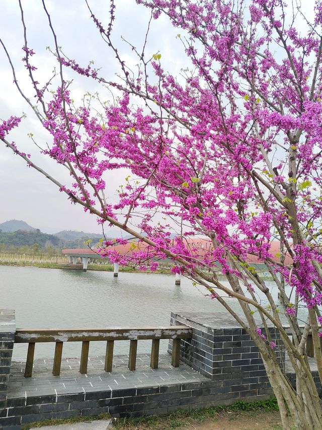 正值踏青賞花時，桃花島上春意濃