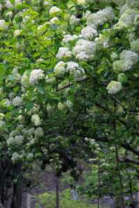 江門繡球公園，繡球正當時