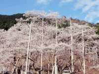 Blooming over thousand of years