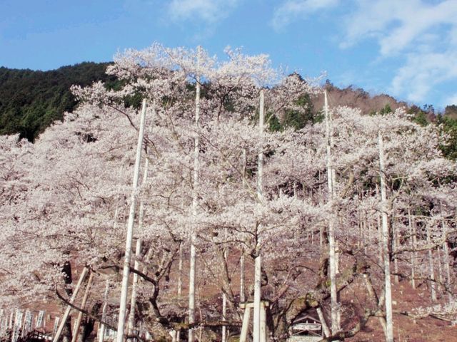 Blooming over thousand of years