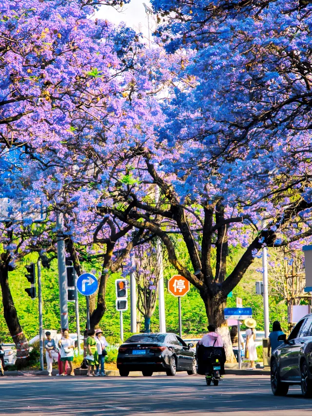 The Jacaranda trees in Xichang are in full bloom