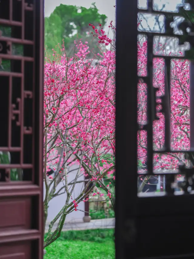 苏州の庭園｜普通の窓辺の月でも、梅の花があれば非凡です