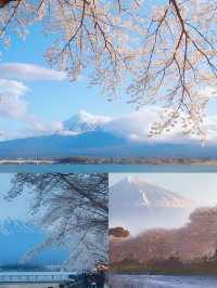 富士山賞櫻花