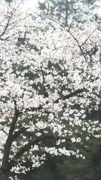 春到江城，櫻花盛開——武漢大學的櫻花季