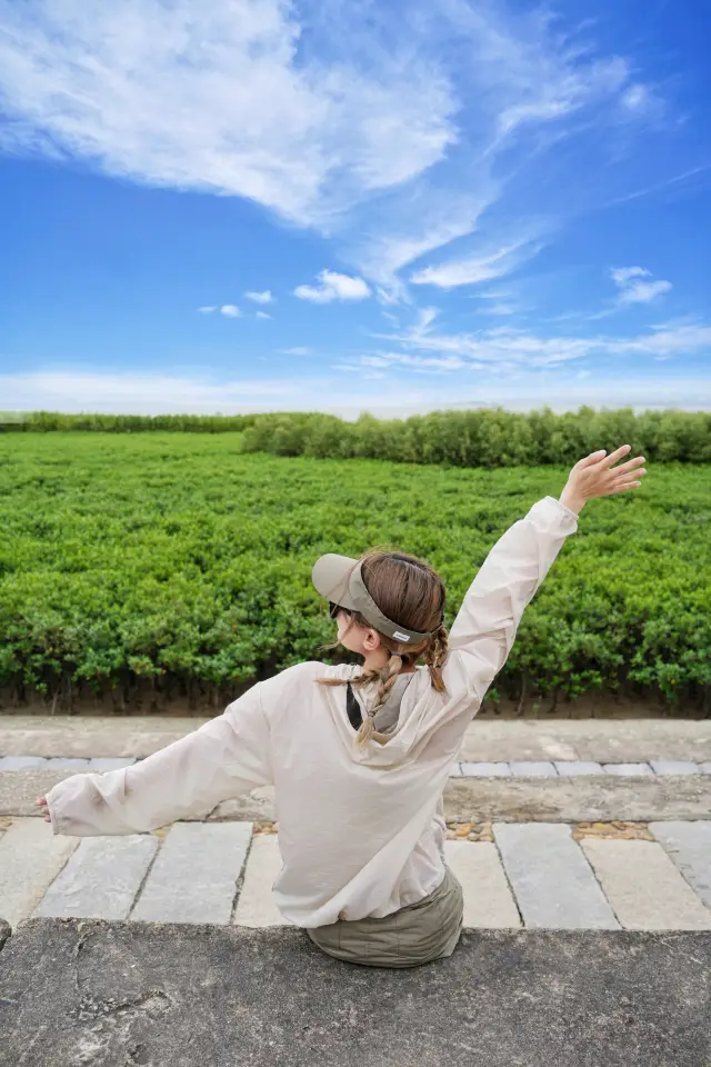 함포이 이 바다 위의 홍수림은 정말 아름답다