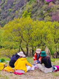 本週可衝海坨山谷山花待放進行時