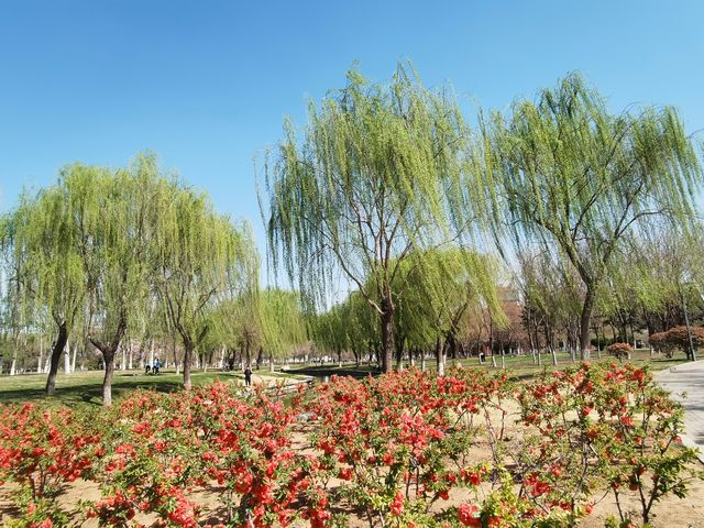 京冀魯豫四省交界最大的綜合性公園