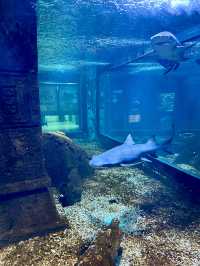 沈陽海底世界 水族館 海藍星夢幻城