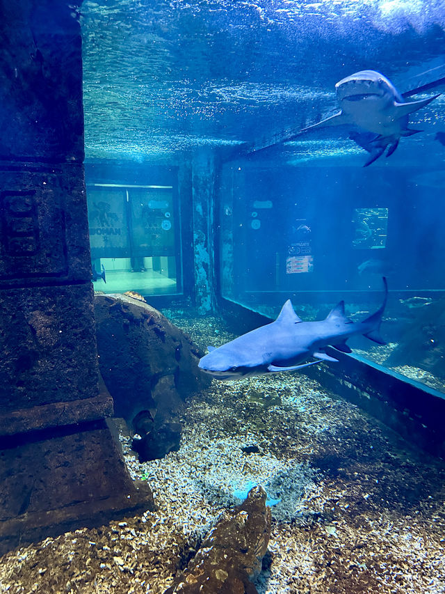 沈陽海底世界 水族館 海藍星夢幻城